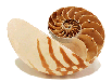 nautilus